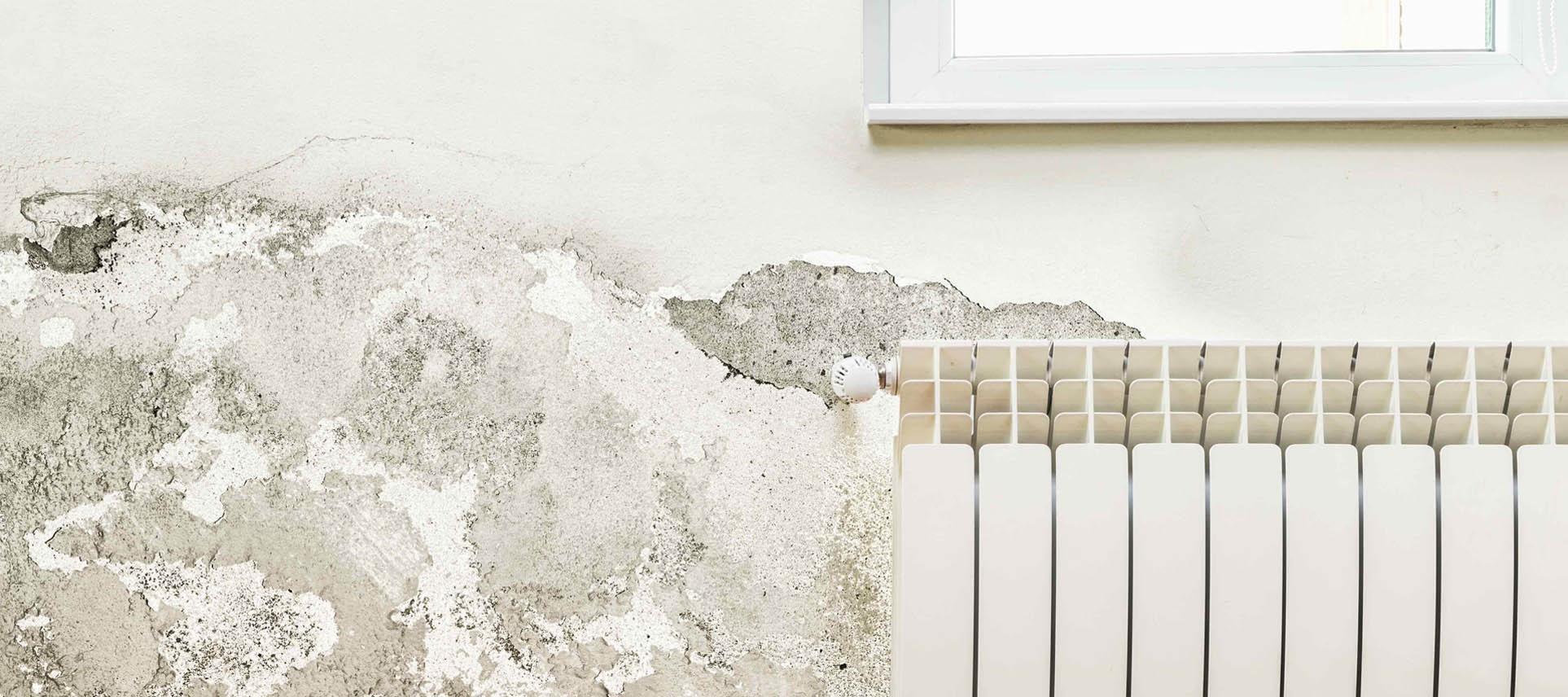 What kind of damp is affecting my home?